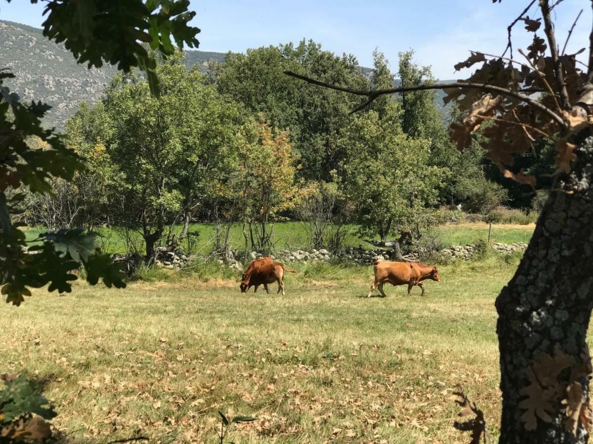 Casa Sierra De Gredos Pensionat Navasequilla Eksteriør billede